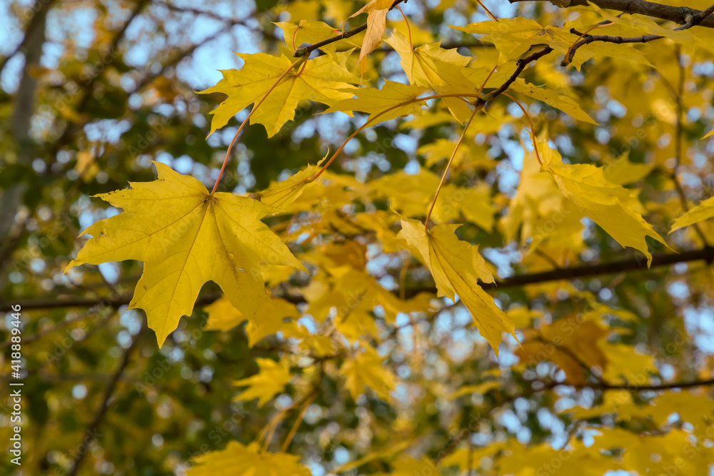 Branch with yellow maple leaves in the garden on a sunny morning. Autumn natural background or wallpaper.