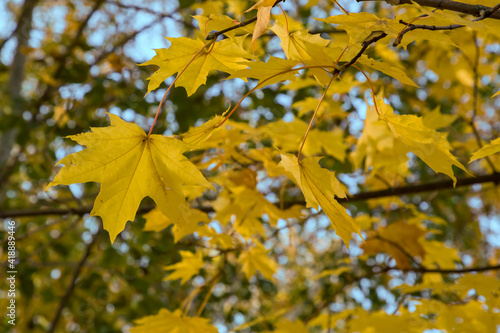 Branch with yellow maple leaves in the garden on a sunny morning. Autumn natural background or wallpaper.
