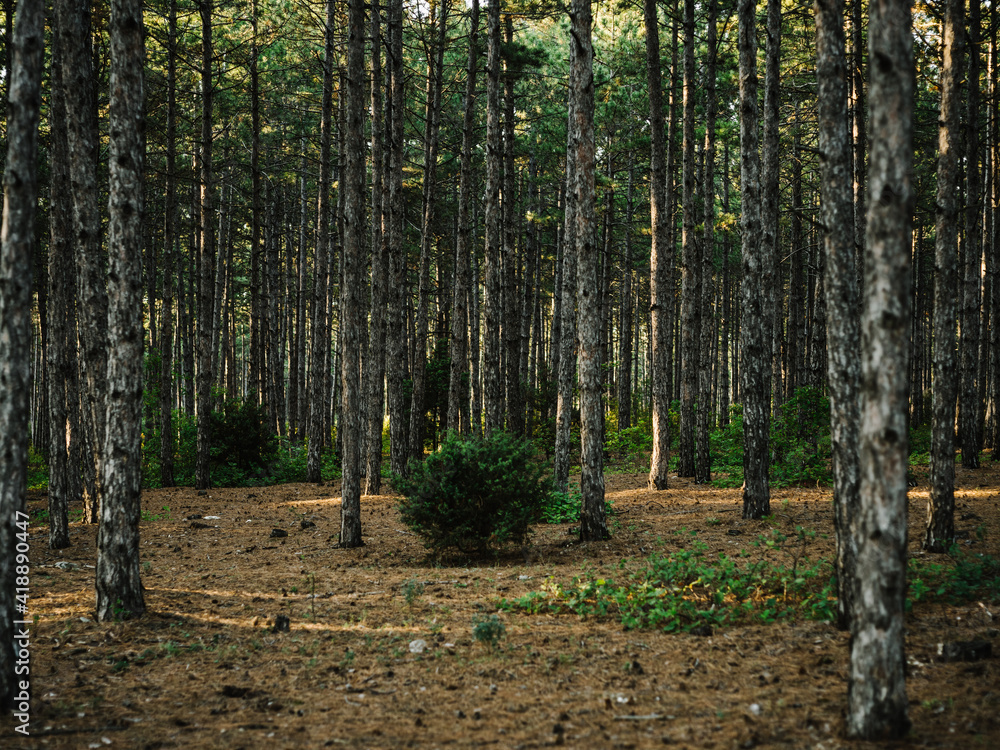 Nature pine forest fresh air Green grass autumn Nature pine forest fresh air Green grass autumn