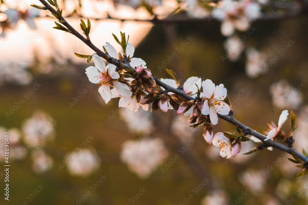 Retrato de flores primaverales al atardecer Retrato de flores primaverales al atardecer