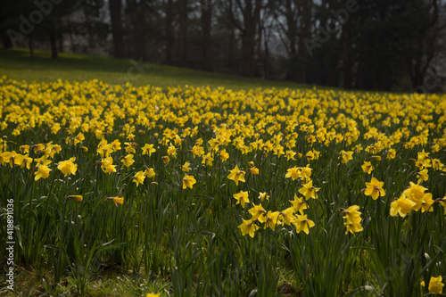 Spring Daffodils UK