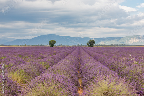 Trees on lavender fields in the provence in France, Europe