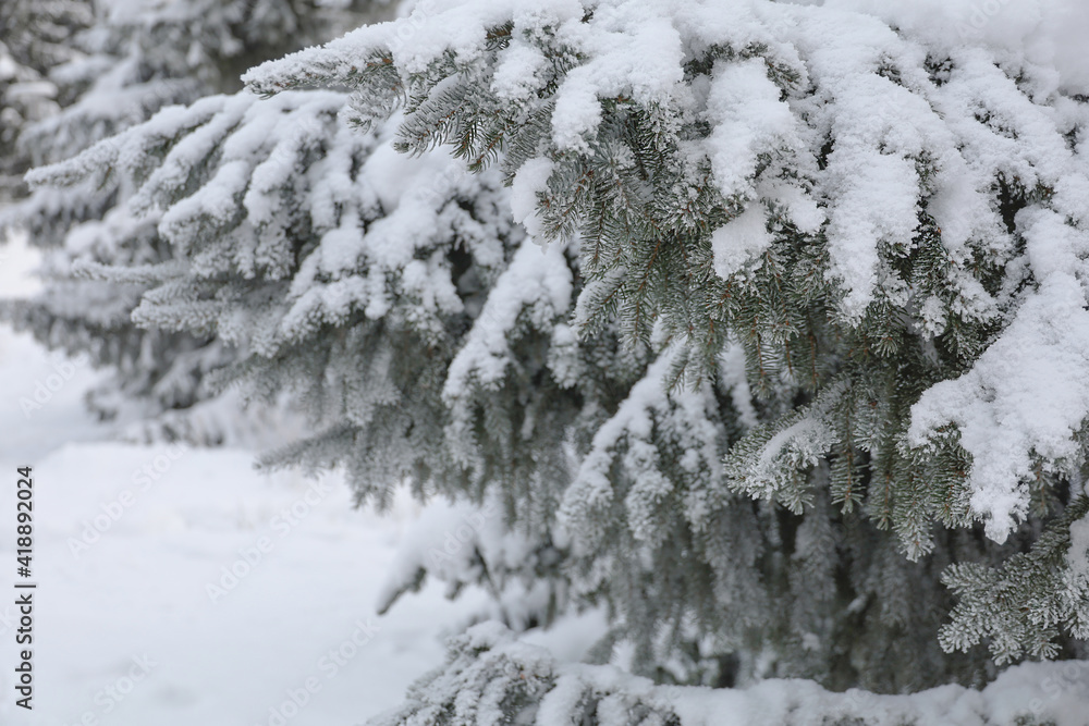 Frozen spruce needles covered with snow. Winter background Frozen spruce needles covered with snow. Winter background