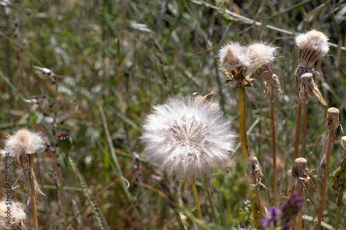 dandelion head