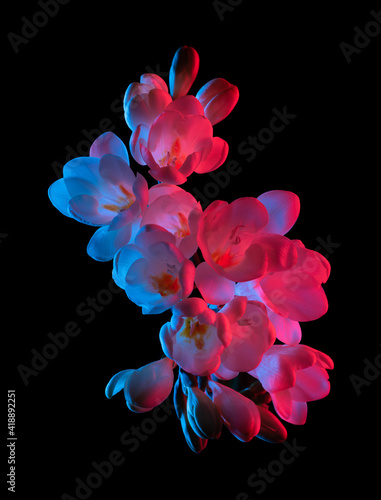 White Freesia Flowers Blooming Pink And Blue Neon Light Isolated Stock  Photo - Download Image Now - iStock