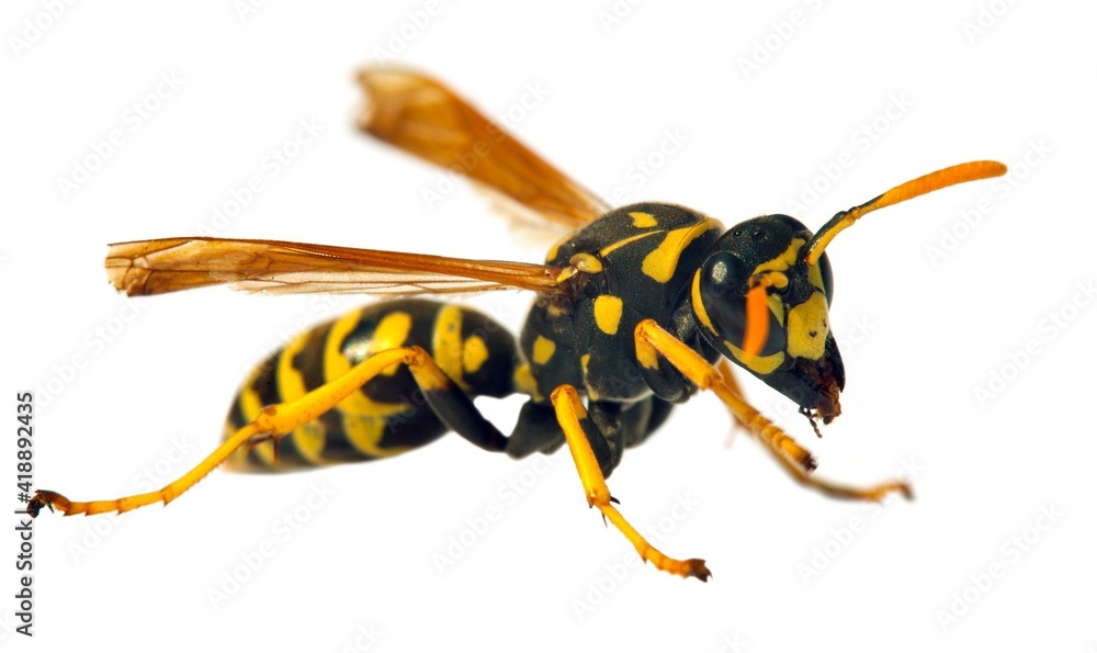 wasp isolated on white background Vespula Vulgaris wasp isolated on white background Vespula Vulgaris