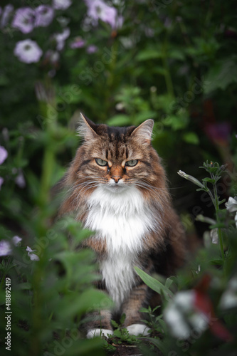A domestic cat is laying on a old wooden table against a background of green plants. A non-pedigreed cat, circles in blurred background, looks at the camera. A pet in nature. The village, the park. © Василиса Штапакова