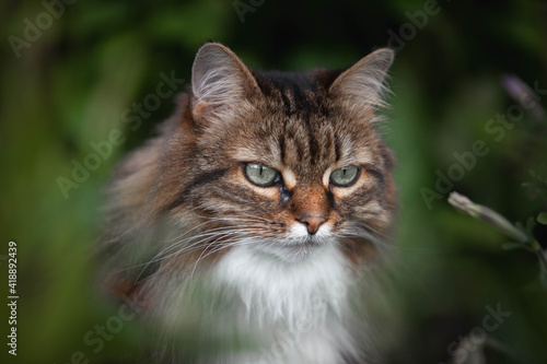 A domestic cat is laying on a old wooden table against a background of green plants. A non-pedigreed cat, circles in blurred background, looks at the camera. A pet in nature. The village, the park.