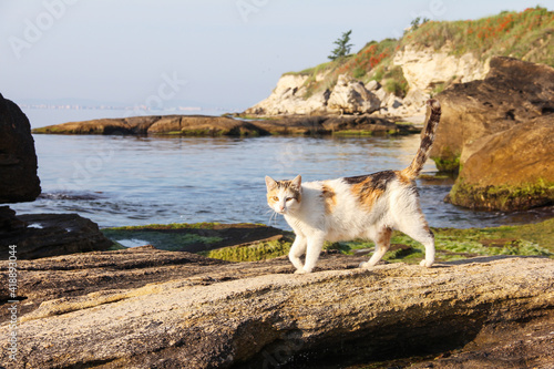 White cat walks on the rocks by the sea on a sunny day. A pet for a walk. Beautiful landscape with a cat.