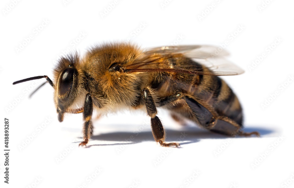 bee or honeybee Apis Mellifera isolated on white bee or honeybee Apis Mellifera isolated on white