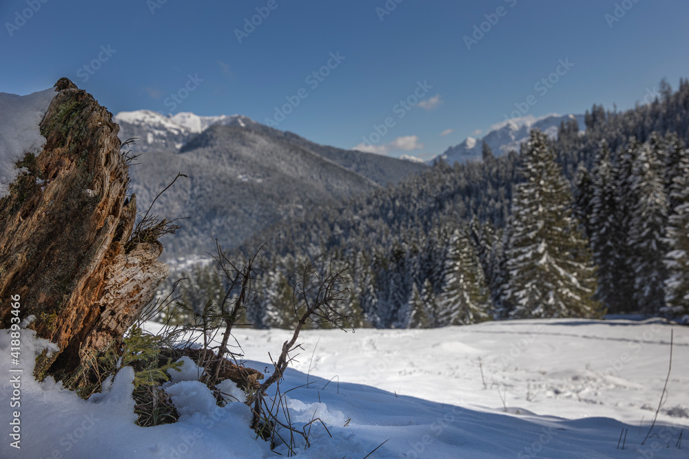 Berge mit Schnee und Bäumen in den Alpen