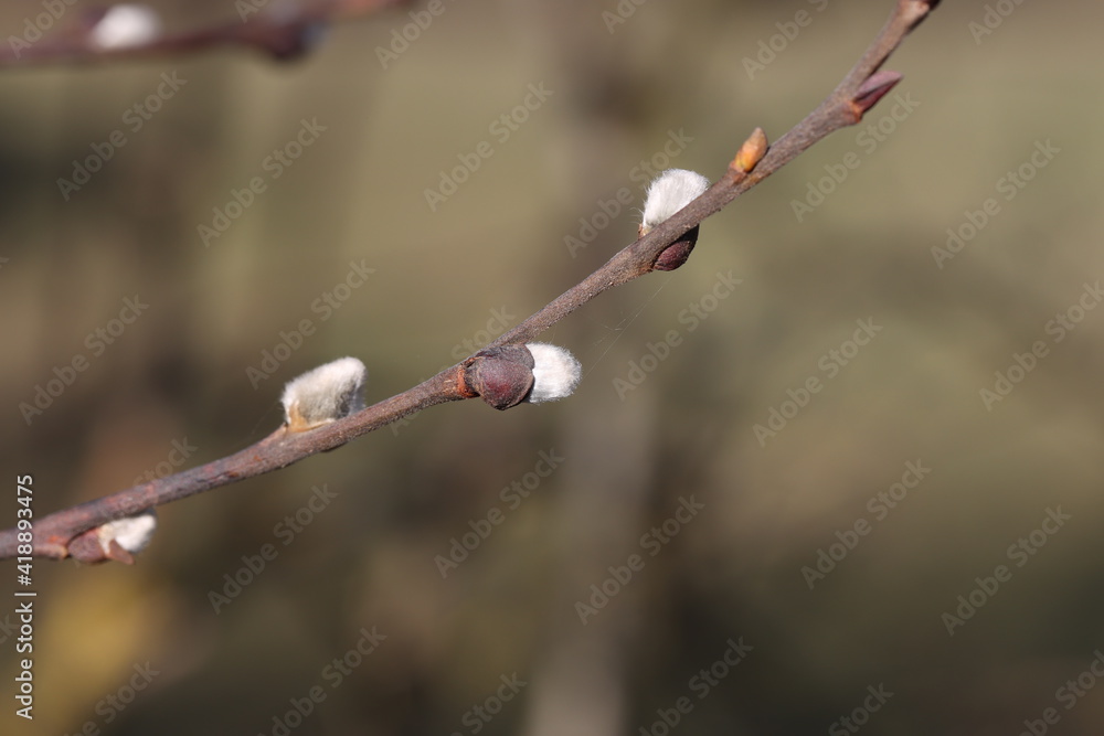 Spring. Willow branch with white fluffy buds Spring. Willow branch with white fluffy buds