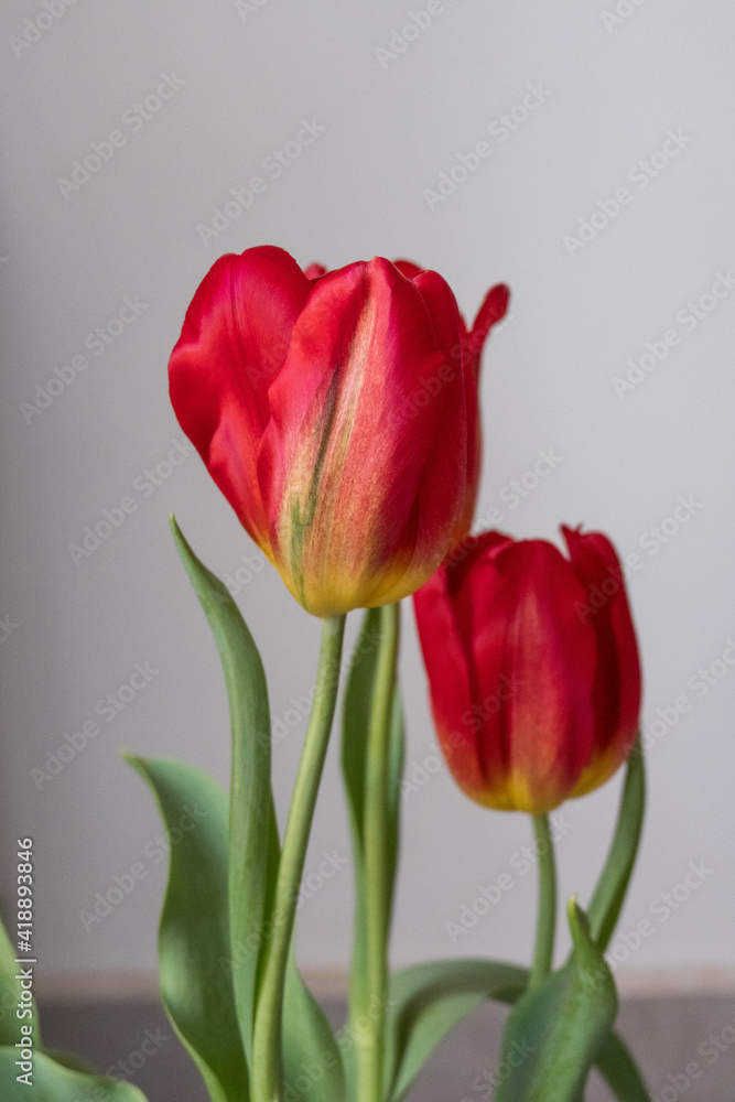 three tulip flowers on white background three tulip flowers on white background
