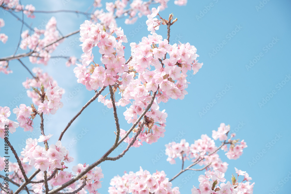 pink cherry blossom