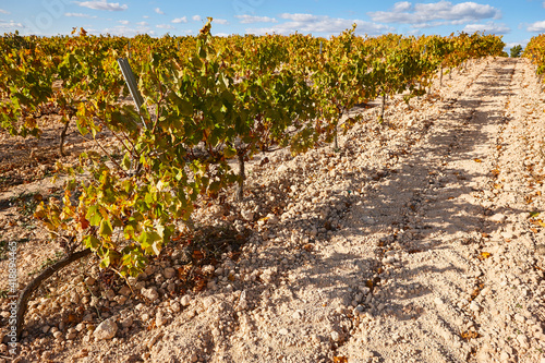 Vineyards plantation in Utiel Requena. Harvest time. Spanish viticulture photo