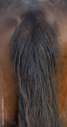 Tail. Horse skin. Horse coat. Hair. Horses. 