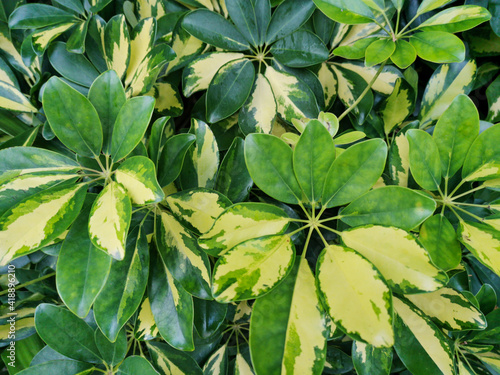 Many green yellow tropical leaves closeup. Sheffler plant foliage. natural beautiful background photo