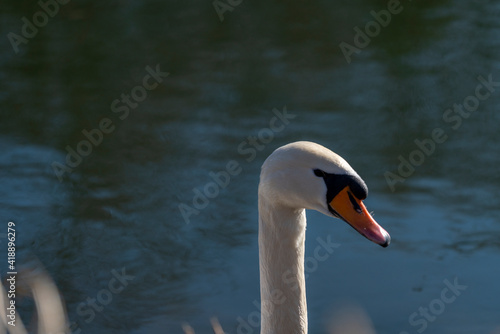 Fototapeta Naklejka Na Ścianę i Meble -  Swan in the water