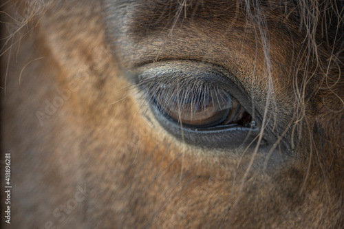 Horses. Horse eye.