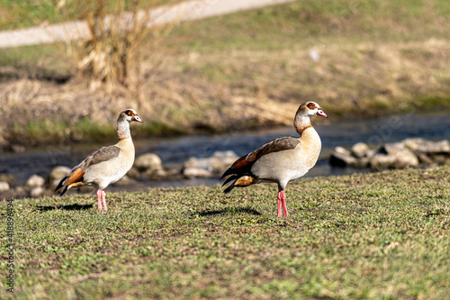 Egyptian goose in a meadow