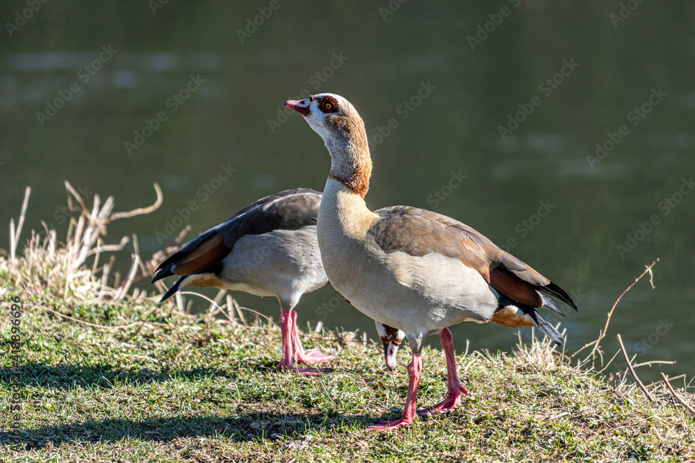 Obraz premium Egyptian goose in a meadow