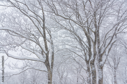 冬のブナ © Kazuo Katahira