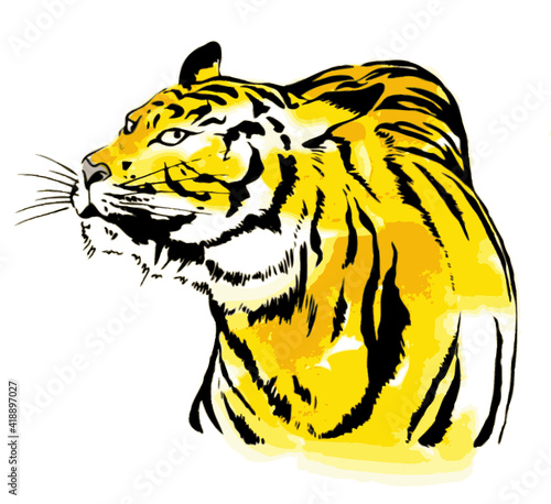 にらむトラ、カラー