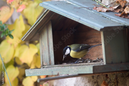 great tit eating seed on a birdhouse over autumn leaves