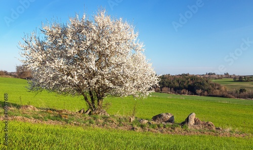 white flowering blackthorn bush tree spring springtime