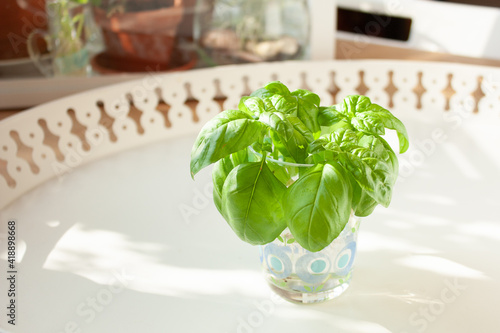 Schilderij op canvas Propagating Basil: Basil cuttings in a glass of water for rooting