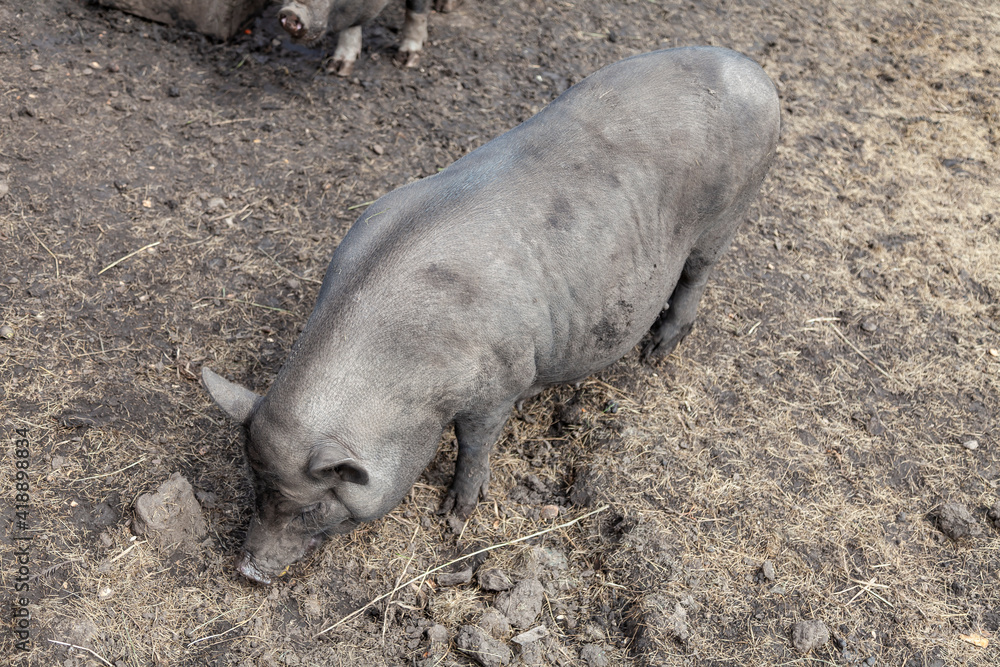 A black wild pig stands in the mud on a warm summer day.