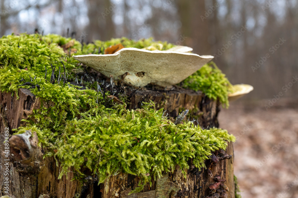 Mushrooms on a stump Mushrooms on a stump