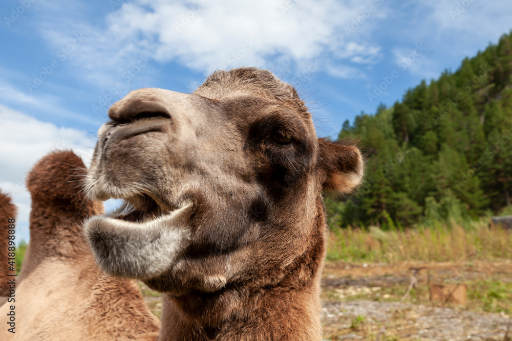 Obraz premium Close-up on the head and long neck of a camel with a brown skin on a background of green grass, lies on the ground. animals in nature.