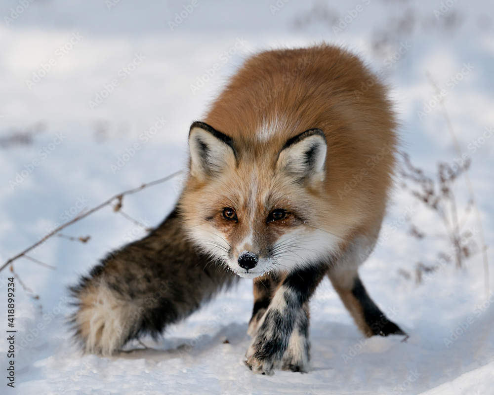 Red Fox Stock Photos. Unique Fox close-up profile view looking at camera in the winter in its environment with blur snow background displaying bushy fox tail, white mark paws, fur. Image. Picture. Red Fox Stock Photos. Unique Fox close-up profile view looking at camera in the winter in its environment with blur snow background displaying bushy fox tail, white mark paws, fur. Image. Picture.
