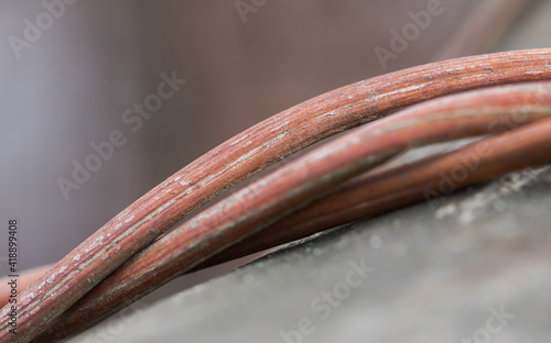 Twisted roots on a fallen tree in the Forest Woods, macro photography