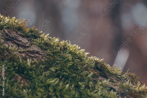 Green Moss on a fallen tree in the Forest Woods, macro photography