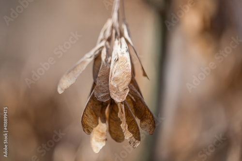Dry maple seeds hang on the tree,  forest background, macro photography