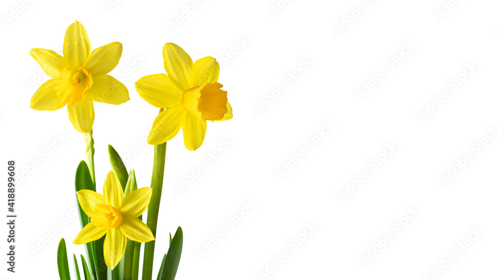 Fototapeta premium Daffodils or narcissus isolated on a white background. Spring yellow flowers. Copy space. Mothers day.