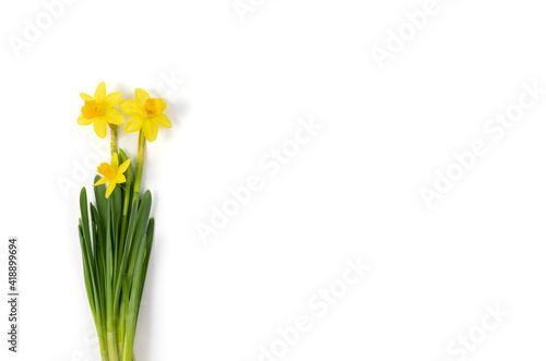 Wallpaper Mural Yellow daffodil flowers or narcissus isolated on a white background. Spring flowers bouquet. Copy space, top view Torontodigital.ca