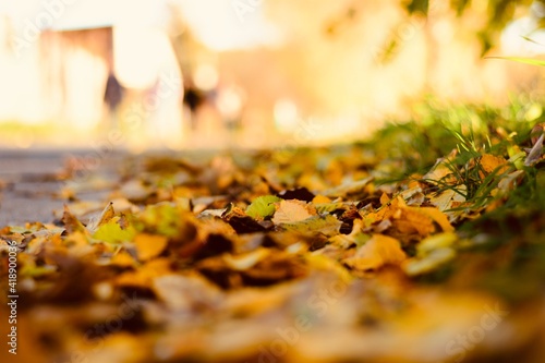 autumn leaves in the park