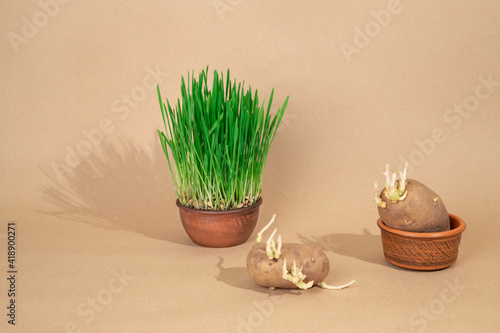 Sprouted potatoes and sprouted grass on a pastel background.