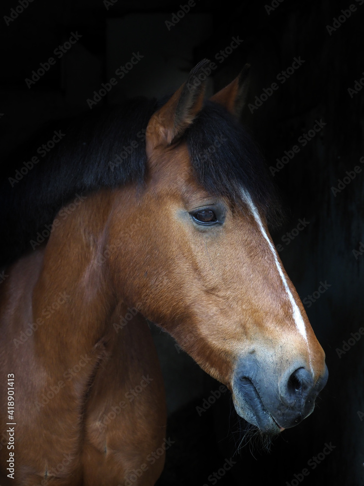 Fototapeta Pretty Bay Horse