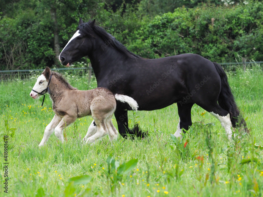 Mare and Foal Mare and Foal
