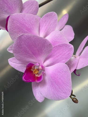 pink orchid flower