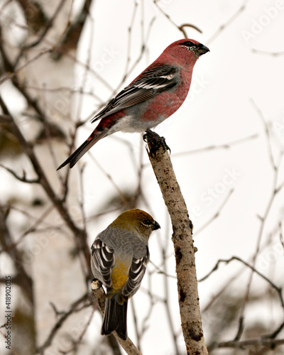 Pine Grosbeak Stock Photo. Pine Grosbeak couple perched with a blur background in their environment and habitat. Image. Picture. Portrait.