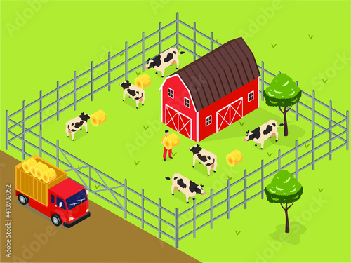 Farmer feeding cow with hay at the farm. Livestock isometric vector concept