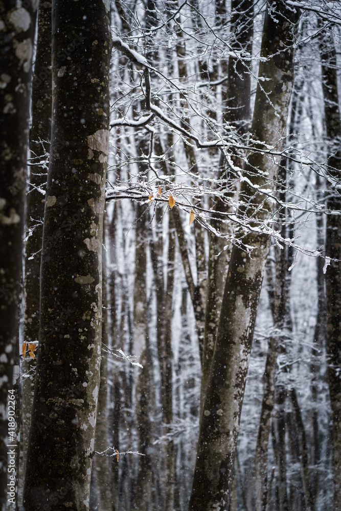 Obraz premium 冬のブナ