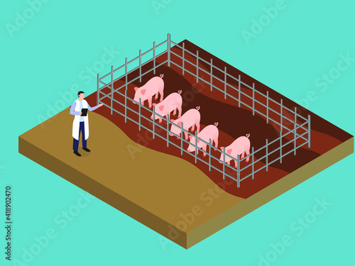 Male veterinarian working at the farm pig. Isometric vector concept