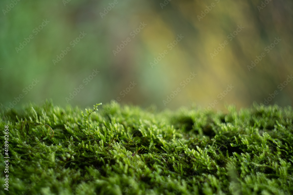 moss closeup