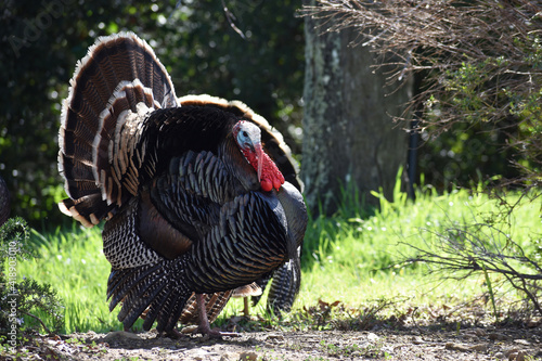Beautiful Male Turkey Fluffed Up Showing Off Its Plumage To Impress A Female Turkey To Mate With In Early Spring 